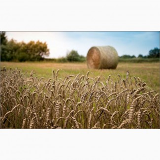 Продаем семена озимой пшеницы высокоурожайные