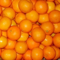 Апельсины ОПТОМ от импортера