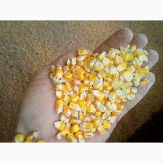 Кукуруза, 500 тонн