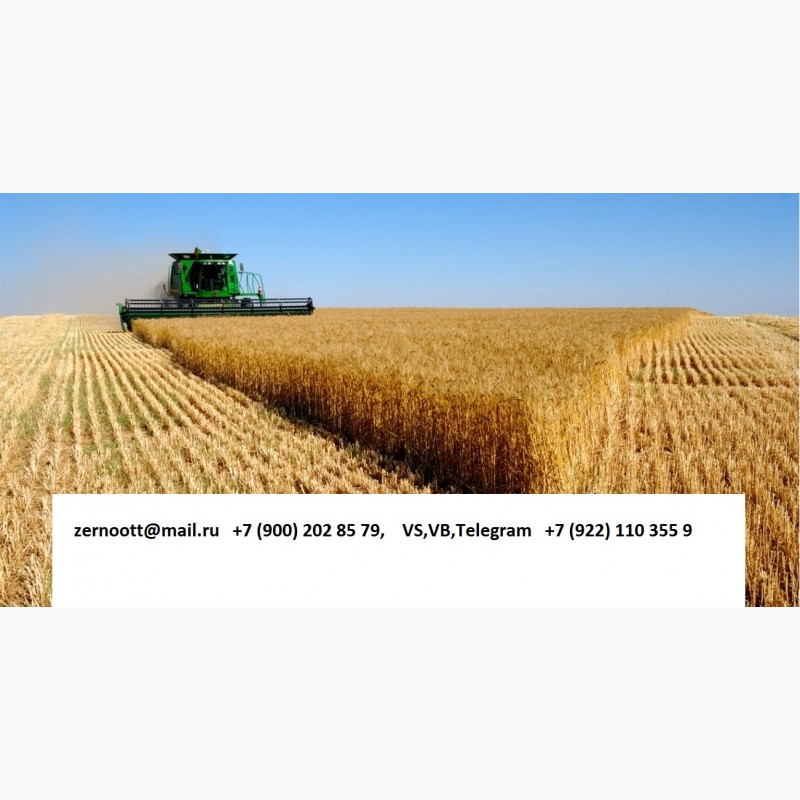 Фото 4. Пшеница 3, 4, 5 класс Экспорт из РФ
