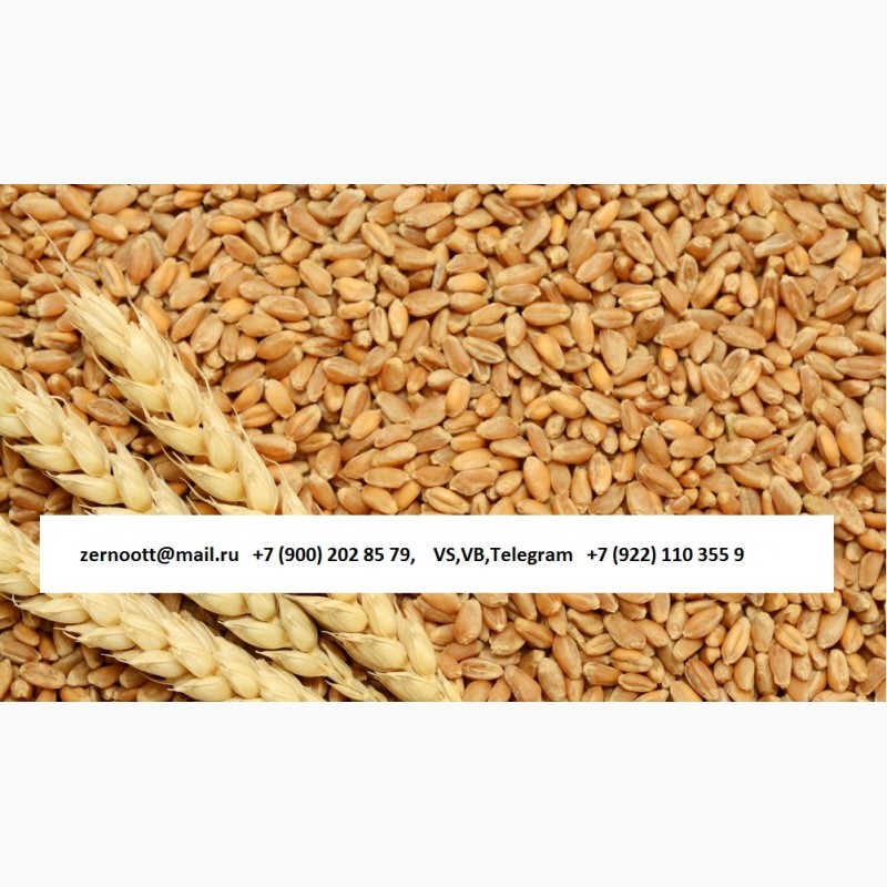 Фото 5. Пшеница 3, 4, 5 класс Экспорт из РФ