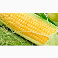 Гибриды семена кукурузы П7709, П8400, ПР37Н01 (Пионер, Pioneer)