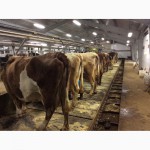 Производим и продаем маты-подстилки (коврики) для коров