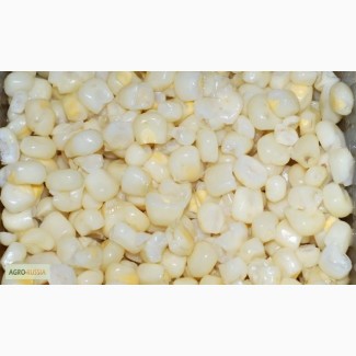 Зерно белой кукурузы из Бразилии/Аргентины. 100% генетически НЕ манипулированный продукт