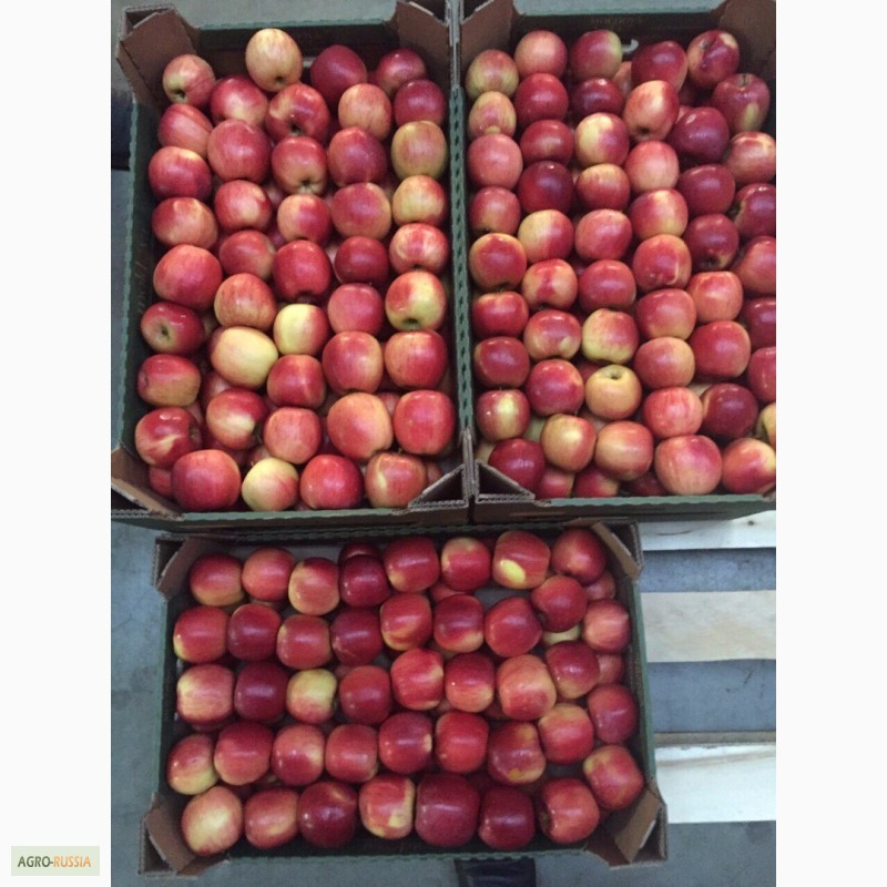 Фото 3. Реализуем яблоки с Краснодарских садов