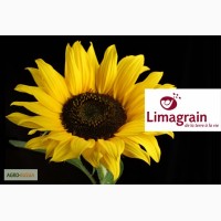 Подсолнечник гибридный (Limagrain) ЛГ 5377