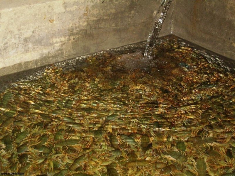 Фото 7. Продам живых астраханских раков, волжской рыбы, солений и маринада