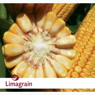 ААЛЬВИТО (ФАО 210) гибрид кукурузы ЛИМАГРЕЙН (Limagrain)