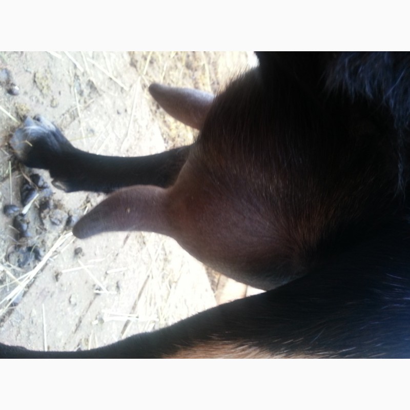 Фото 6. Нубийские ламанча ангорки козы козлята с родословной