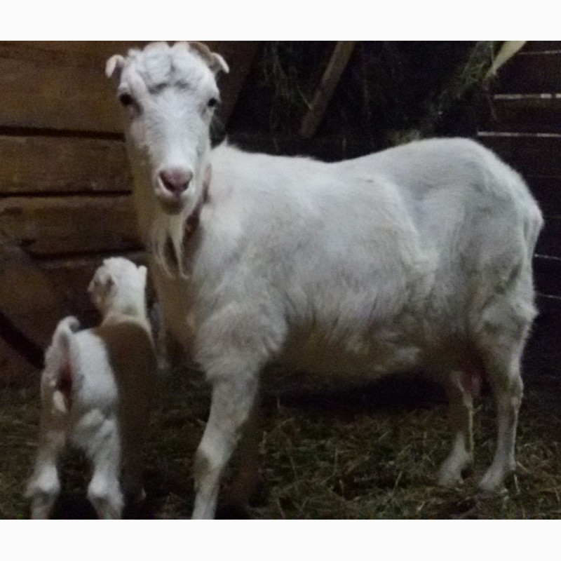 Фото 12. Нубийские ламанча ангорки козы козлята с родословной