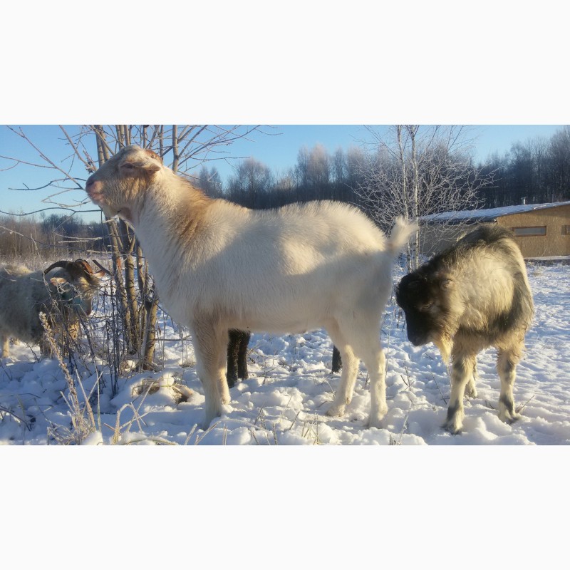 Фото 18. Нубийские ламанча ангорки козы козлята с родословной
