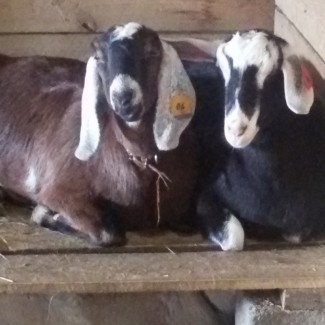Нубийские ламанча ангорки козы козлята с родословной