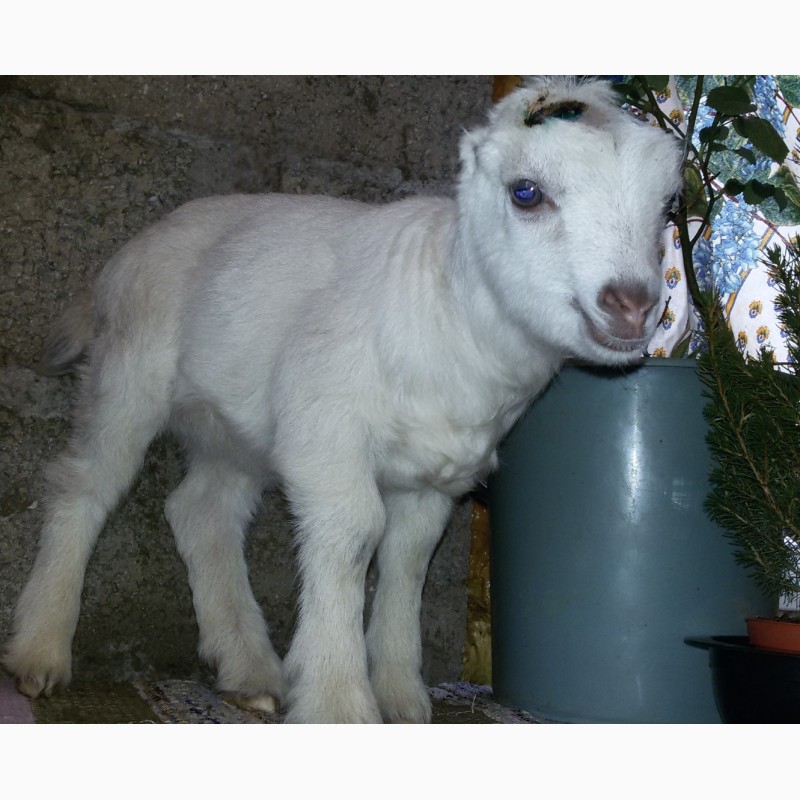 Фото 2. Нубийские ламанча ангорки козы козлята с родословной