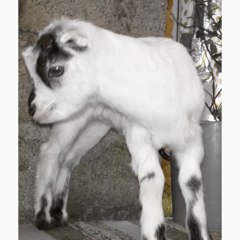 Фото 3. Нубийские ламанча ангорки козы козлята с родословной