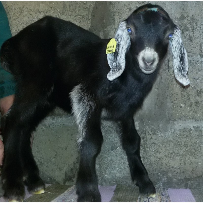 Фото 4. Нубийские ламанча ангорки козы козлята с родословной