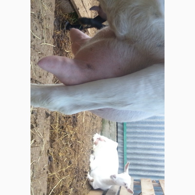 Фото 5. Нубийские ламанча ангорки козы козлята с родословной