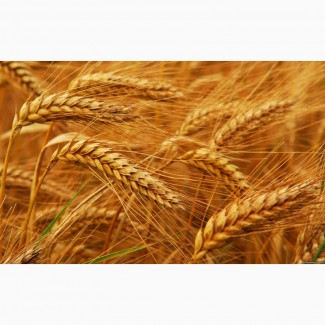 Купим зерновые (ячмень, пшеница, кукуруза, семечка)