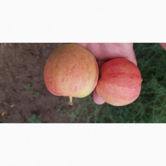 Яблоко оптом сорт Гала с сада и склада