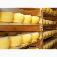 Оптовые поставки натурального сыра