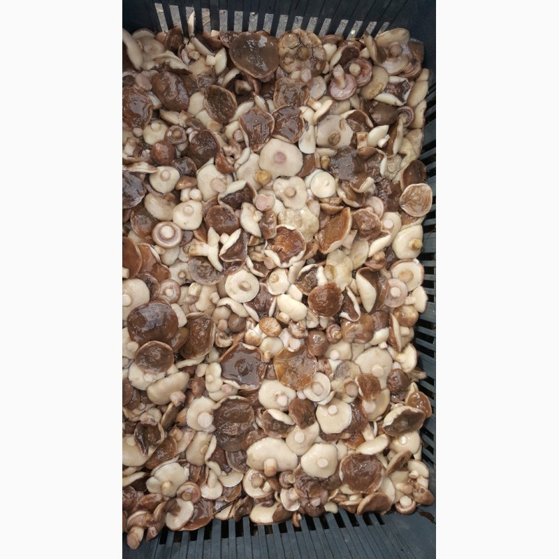 Фото 3. Продам грибы маслята солено-отварные