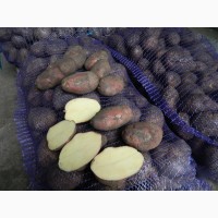 Картофель оптом 5+ 9, 5 руб/кг