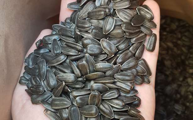 Фото 2. Семена подсолнечника трансгенный Канадский гибрид SATTON 136