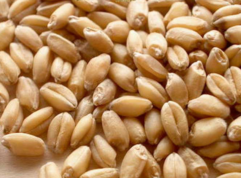 Фото 2. Семена пшеницы Канадский ярый трансгенный сорт твердой пшеницы DENTON
