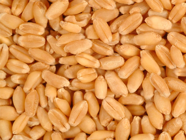 Фото 3. Семена пшеницы Канадский ярый трансгенный сорт твердой пшеницы DENTON