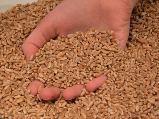 Фото 5. Семена пшеницы Канадский ярый трансгенный сорт твердой пшеницы DENTON