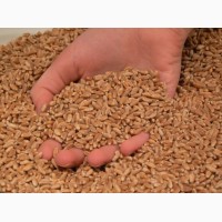 Семена пшеницы Канадский ярый трансгенный сорт твердой пшеницы DENTON