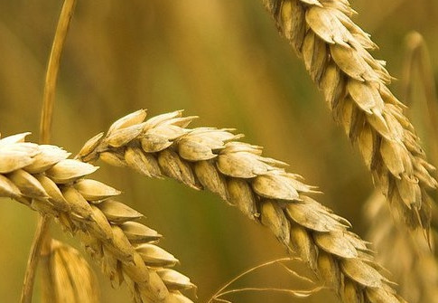 Фото 6. Семена пшеницы Канадский ярый трансгенный сорт твердой пшеницы DENTON
