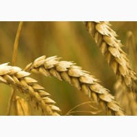 Семена пшеницы Канадский ярый трансгенный сорт твердой пшеницы DENTON