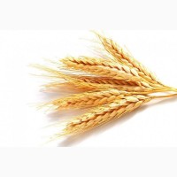 Закупаем пшеницу 3-5 класса