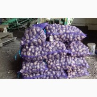 Продовольственный картофель сортов Беллароза, Рокко, Вега от КФХ Чувашская Республика