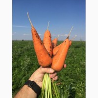 Морковь оптом от производителя. урожай 2019 года