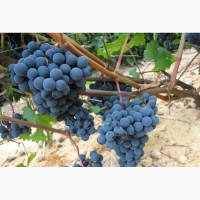 Столовый виноград сорт Агадаи и Мускат Гамбурский