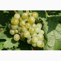 Столовый виноград сорт Агадаи и Мускат Гамбурский