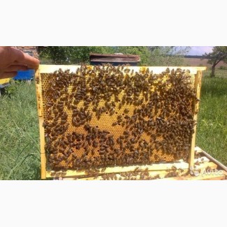 Качественные Пчелопакеты