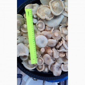 Продам грибы солено-отварные грузди и рядовки