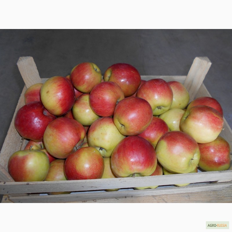 Фото 2. Предлагаем к продаже яблоки Оптом и в Розницу