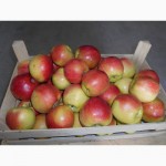 Предлагаем к продаже яблоки Оптом и в Розницу