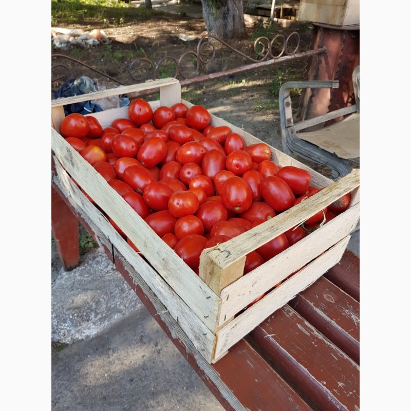 Фото 2. Республика Крым.Деревянные ящики из шпона для упаковки помидоров