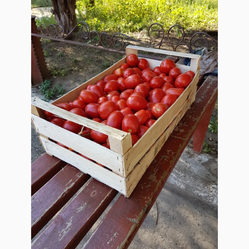 Фото 3. Республика Крым.Деревянные ящики из шпона для упаковки помидоров