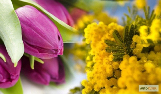 Фото 2. Тюльпаны из Сочи! Авиа доставка по городам России. с 1 сентября по апрель
