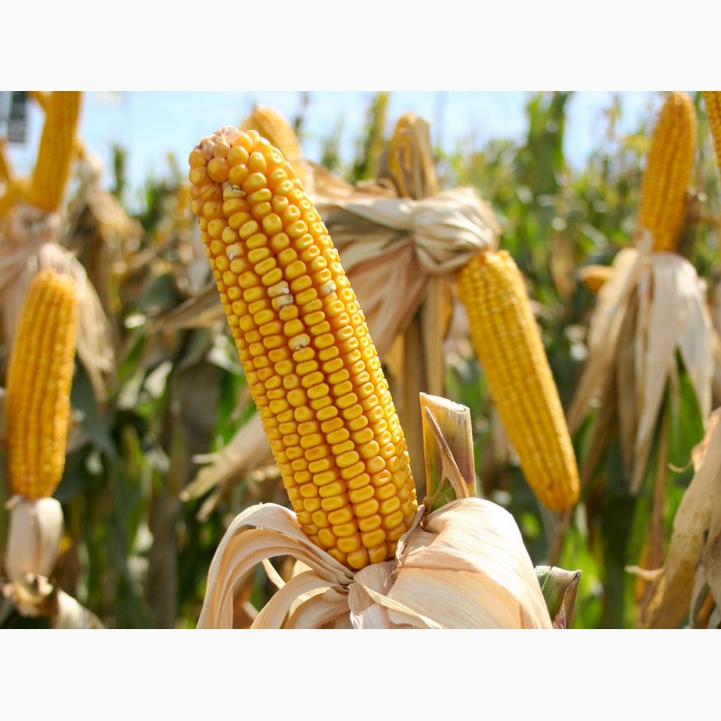 Фото 10. Семена кукурузы Канадский трансгенный гибрид SKEENA FF 199 ФАО 250