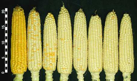 Фото 4. Семена кукурузы Канадский трансгенный гибрид SKEENA FF 199 ФАО 250