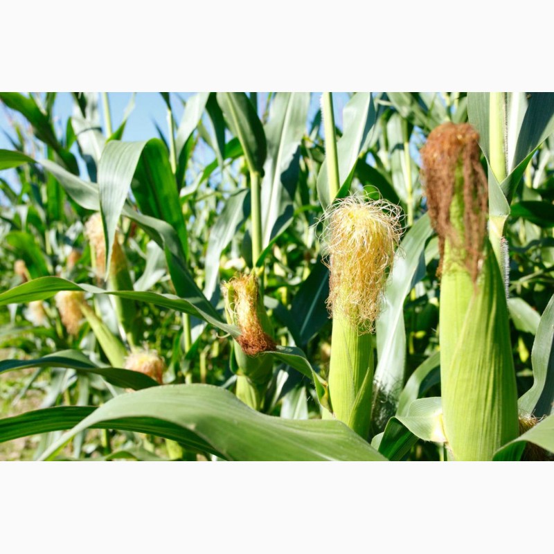 Фото 6. Семена кукурузы Канадский трансгенный гибрид SKEENA FF 199 ФАО 250