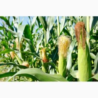 Семена кукурузы Канадский трансгенный гибрид SKEENA FF 199 ФАО 250