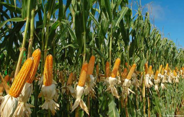 Фото 7. Семена кукурузы Канадский трансгенный гибрид SKEENA FF 199 ФАО 250