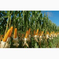 Семена кукурузы Канадский трансгенный гибрид SKEENA FF 199 ФАО 250